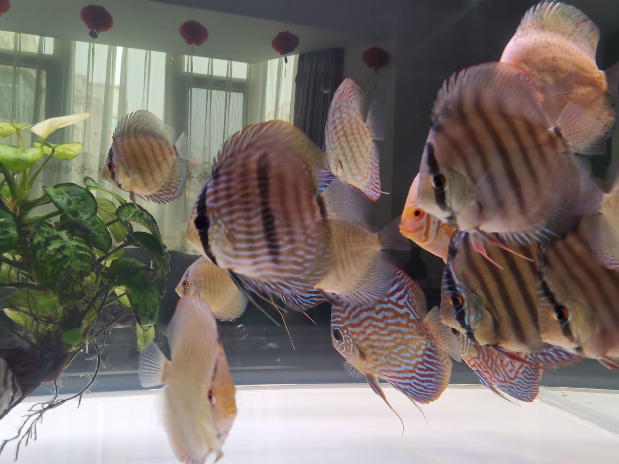 巢湖水族館打卡曬魚 龍魚芯片掃碼器 第4張