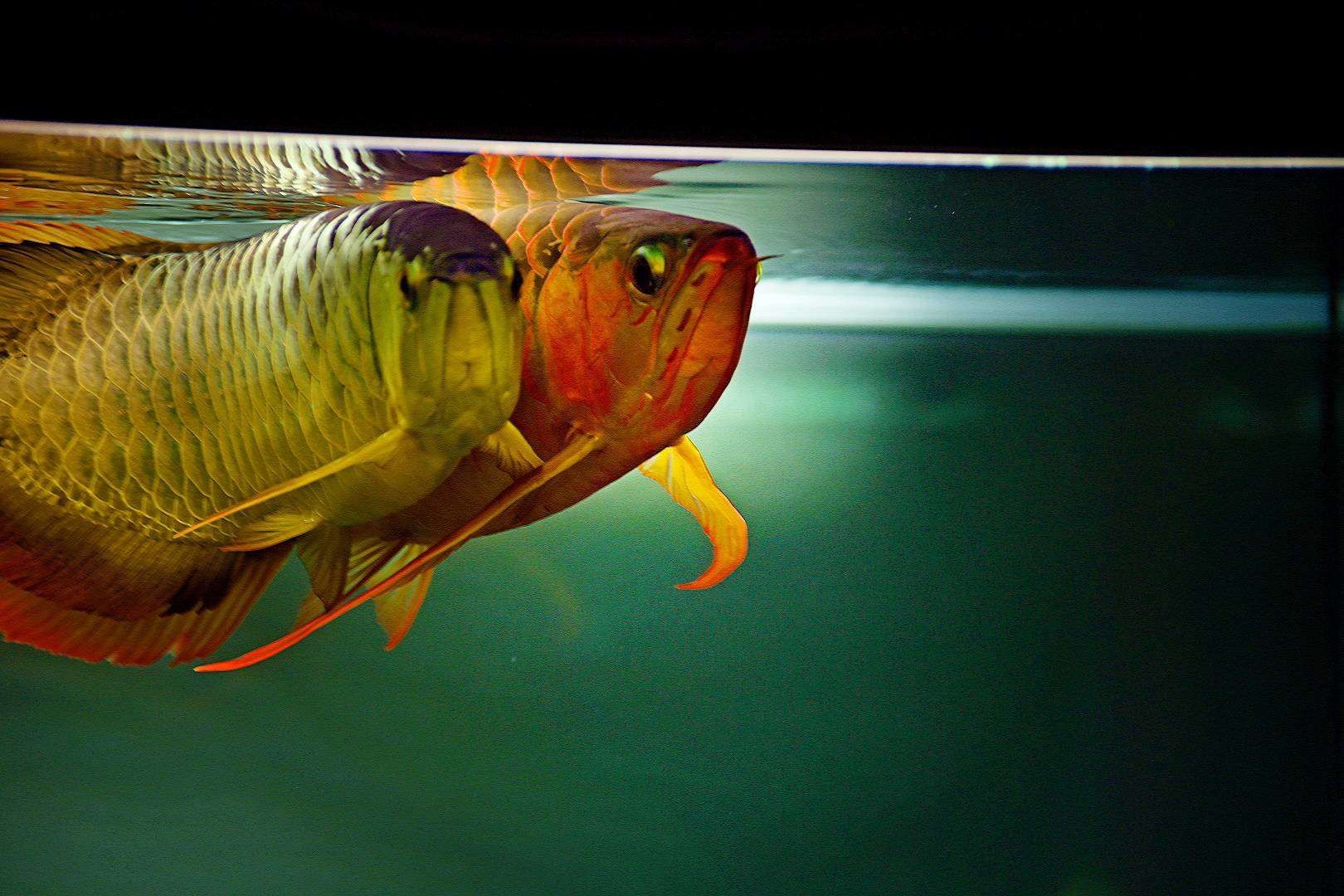 黔東南苗族侗族自治州水族館打卡上班好久沒出來活動了 圣菲埃及魚 第3張