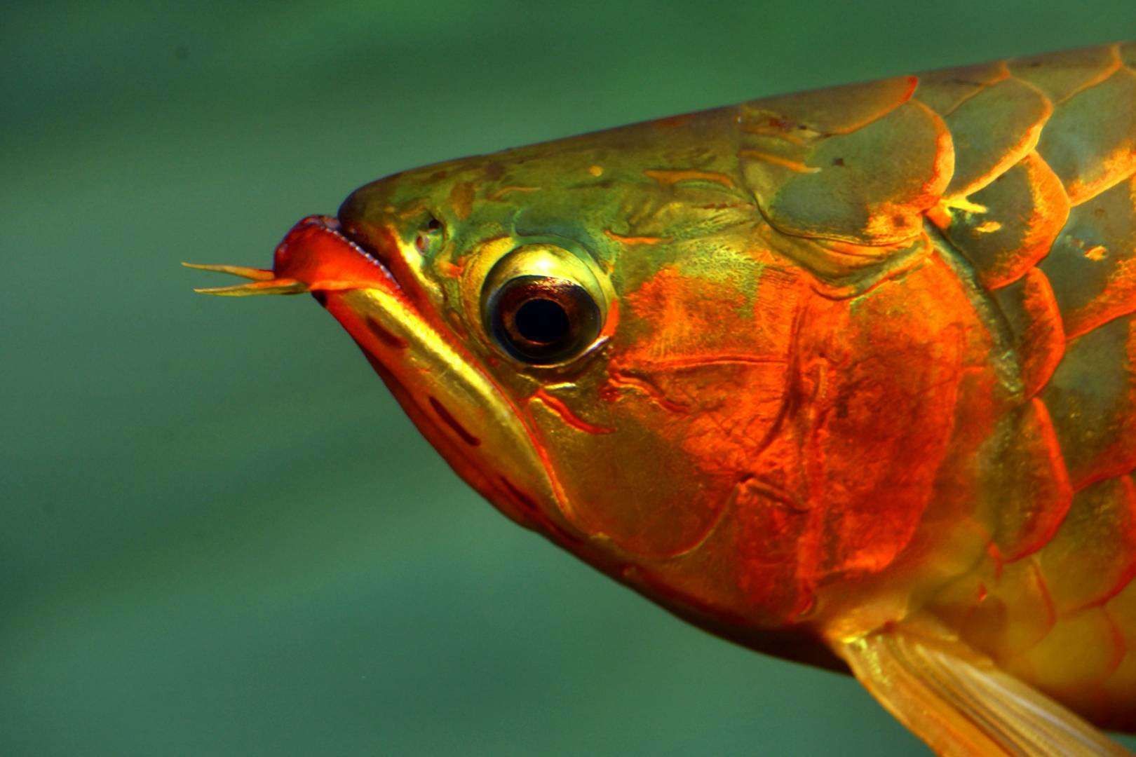 黔東南苗族侗族自治州水族館打卡上班好久沒出來活動了 圣菲埃及魚 第7張