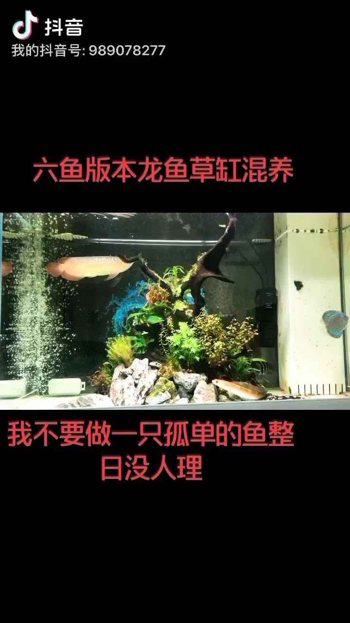 銅陵水族館和諧的混養(yǎng)龍魚草缸