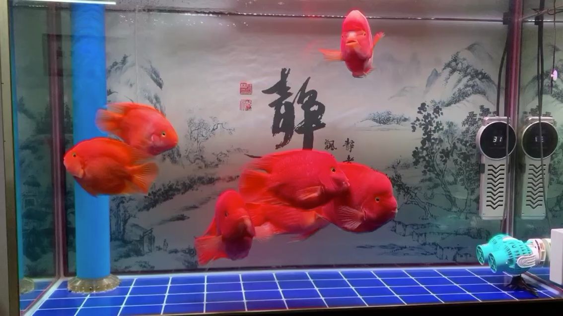 贛州觀賞魚市場很久沒發(fā)露個臉 觀賞魚市場（混養(yǎng)魚） 第2張