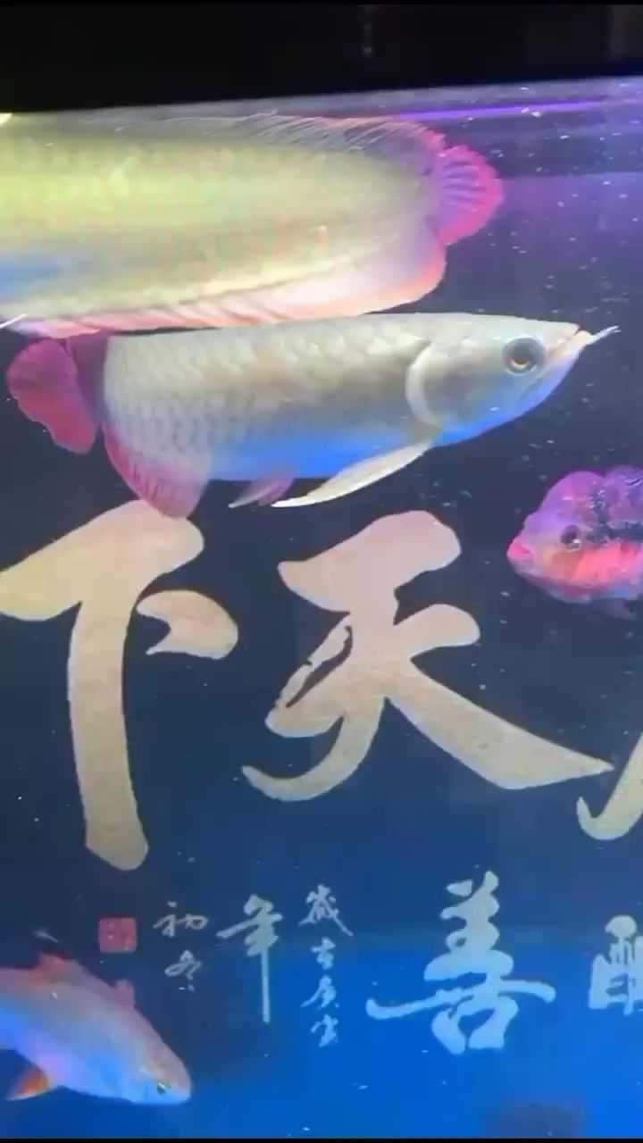 大神幫我看看是不是100%號(hào)半了？ 銀河星鉆魚 第2張