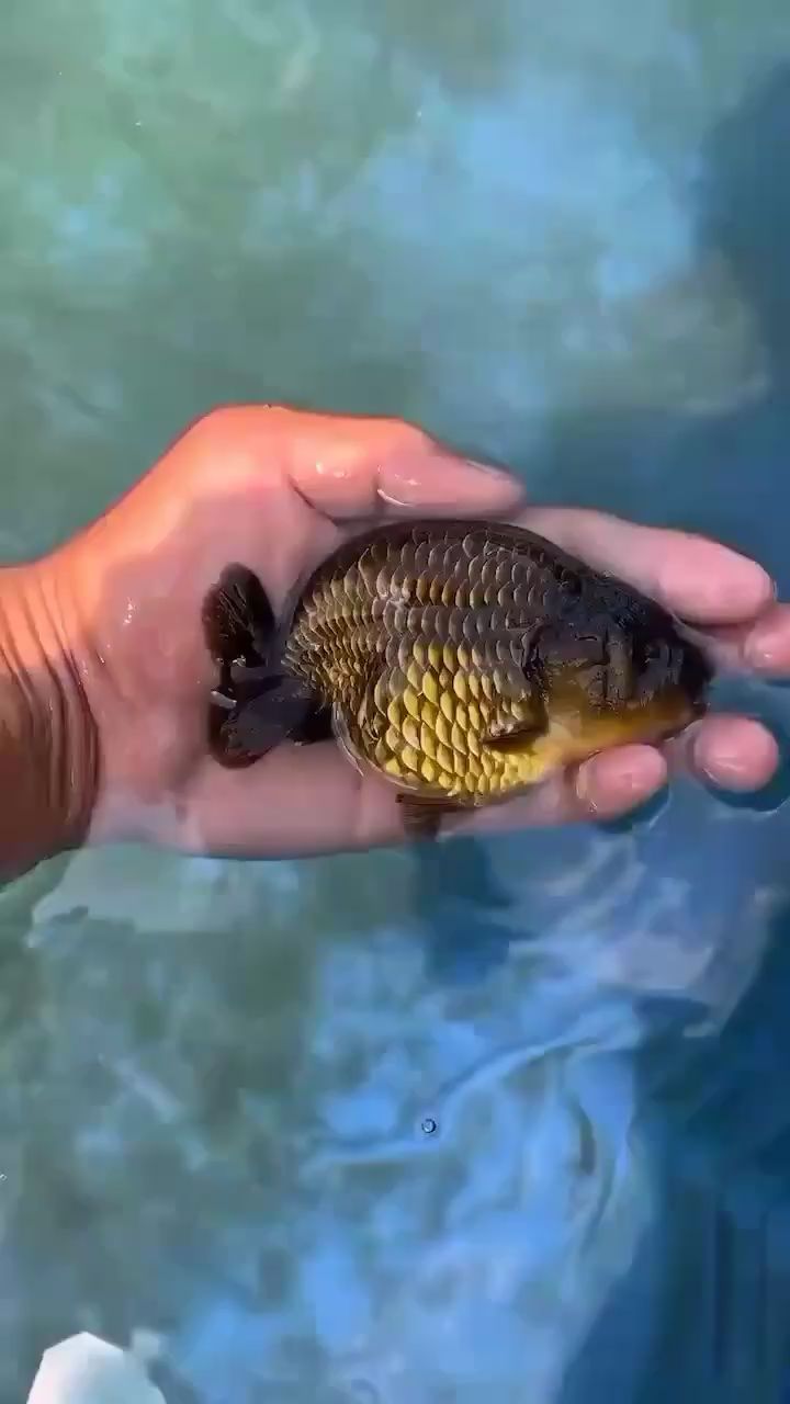 十堰水族館蘭壽金魚冷水魚觀賞魚