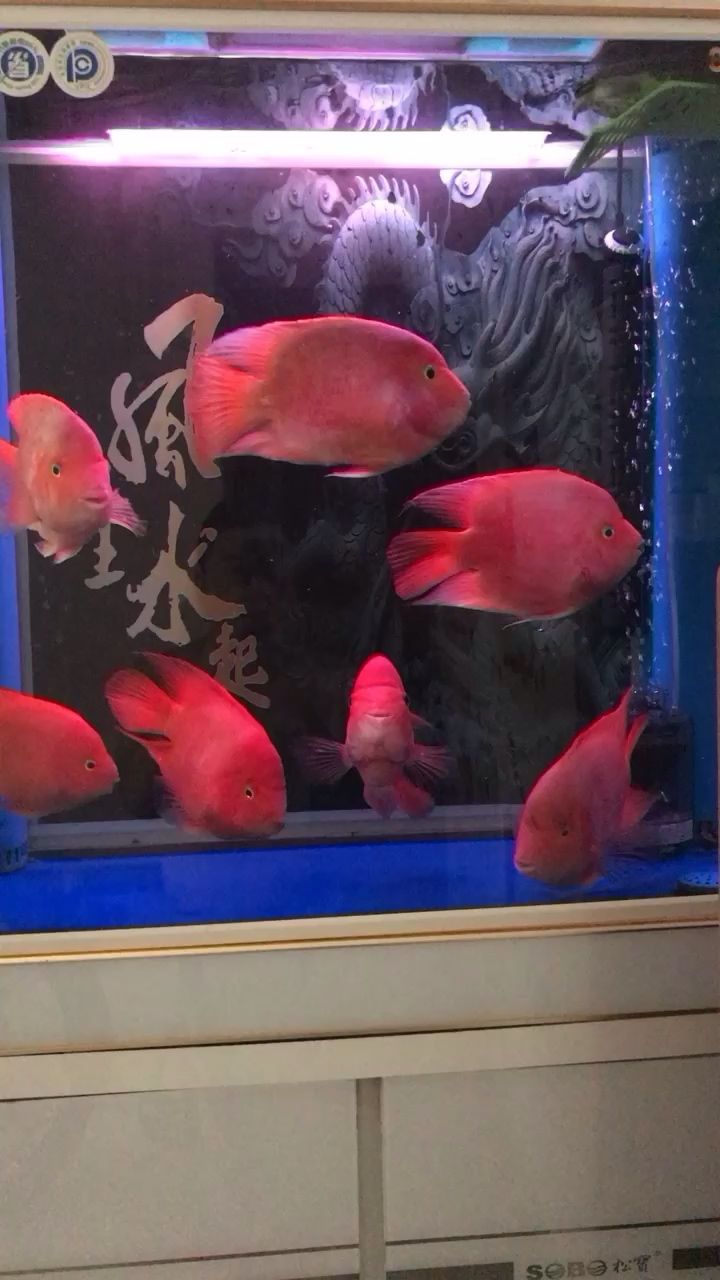 焦作水族館周末換水啦