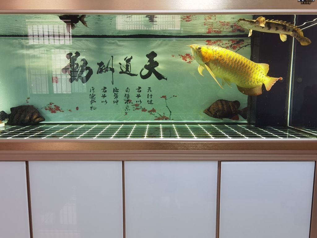 （心情魚悅（偶然xy）評論：大尺寸） 觀賞魚論壇 第1張