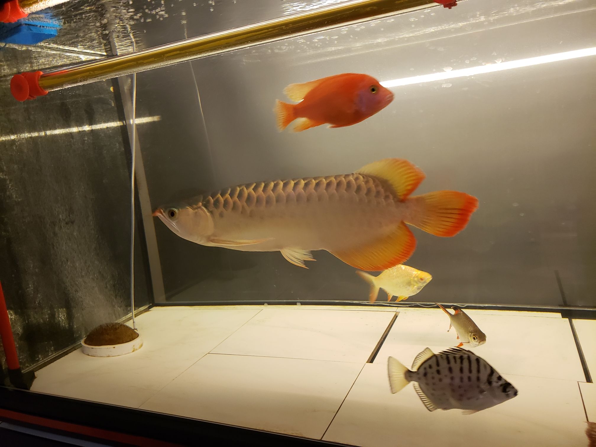 刷刷缸拍拍魚(yú)