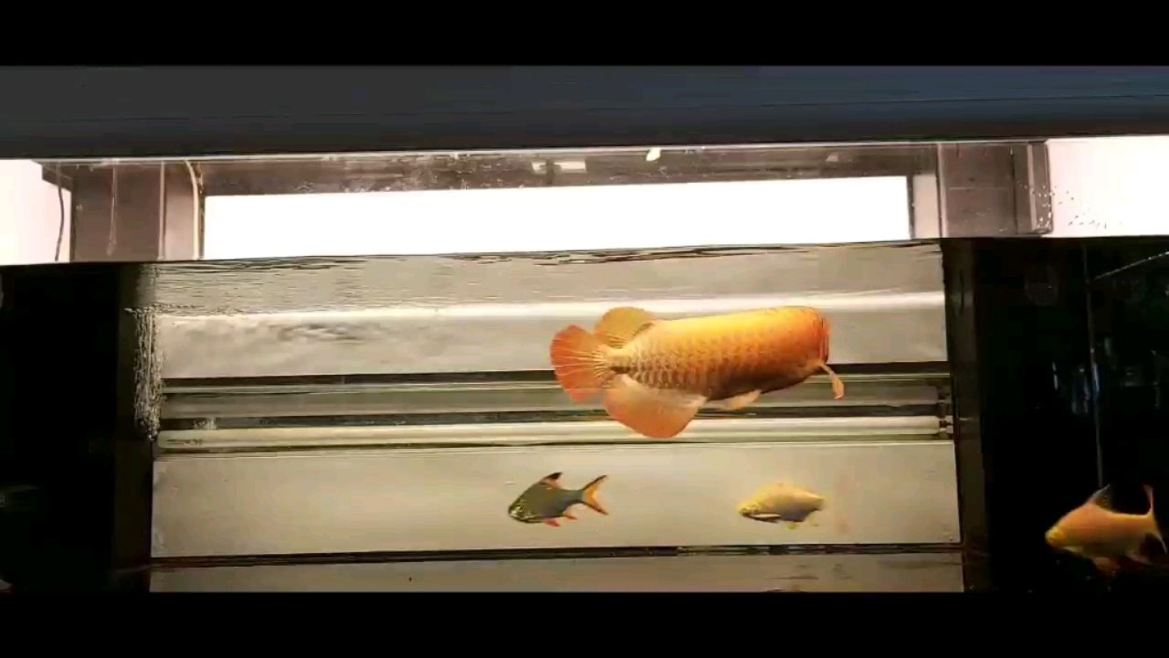 換nec3000k烤魚 水族燈（魚缸燈） 第2張