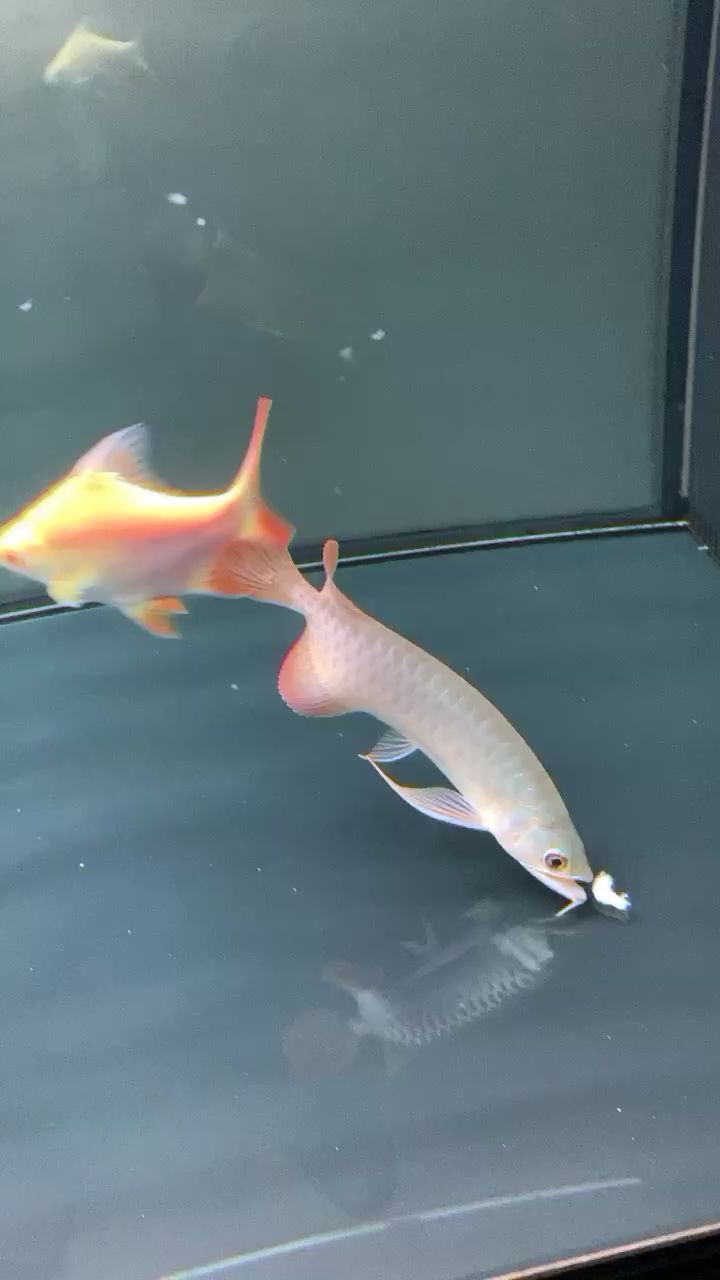 agus貢拜到家第二天開始喂食 羅漢魚