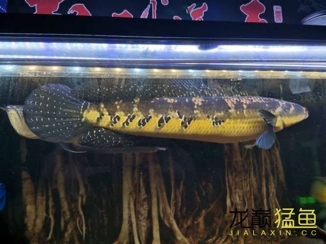 普洱水族館猛魚多大之后適合加入混養(yǎng)？