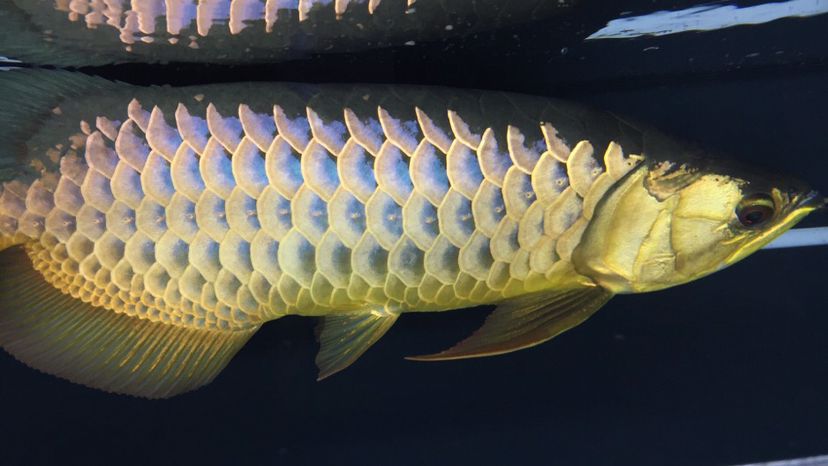 呼和浩特水族館同一條魚不同角度不同效果