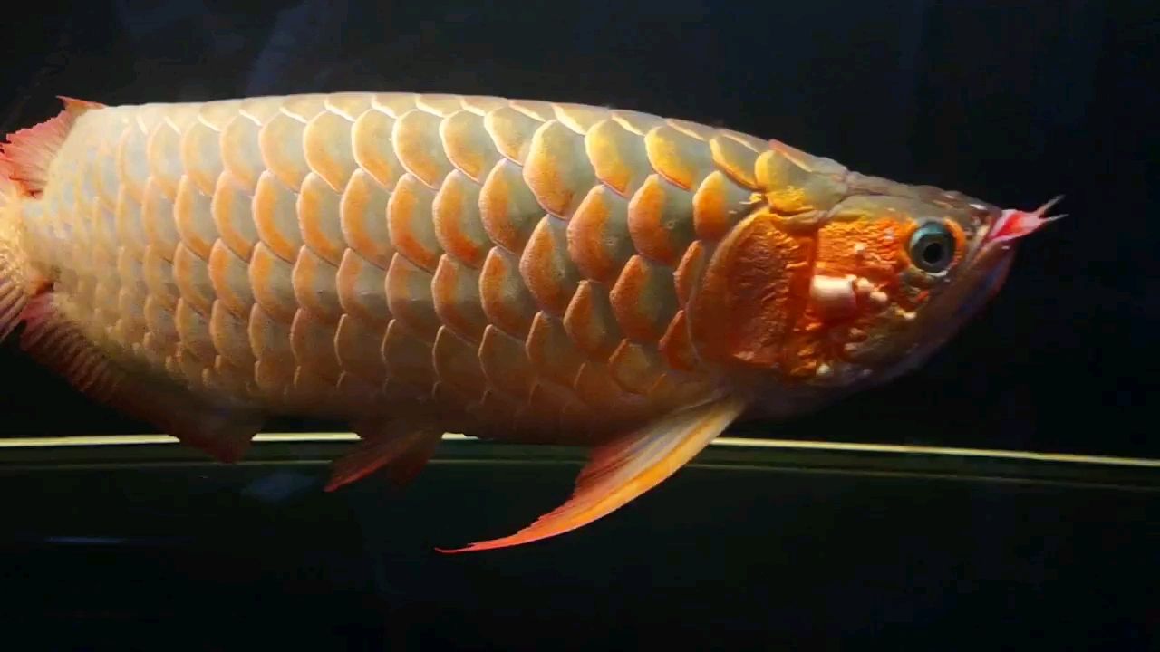 五年龍魚(yú)出現(xiàn)問(wèn)題大神幫忙看一下急急急 羅漢魚(yú)批發(fā) 第2張