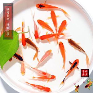 養(yǎng)了一個(gè)多月比之前胖多了