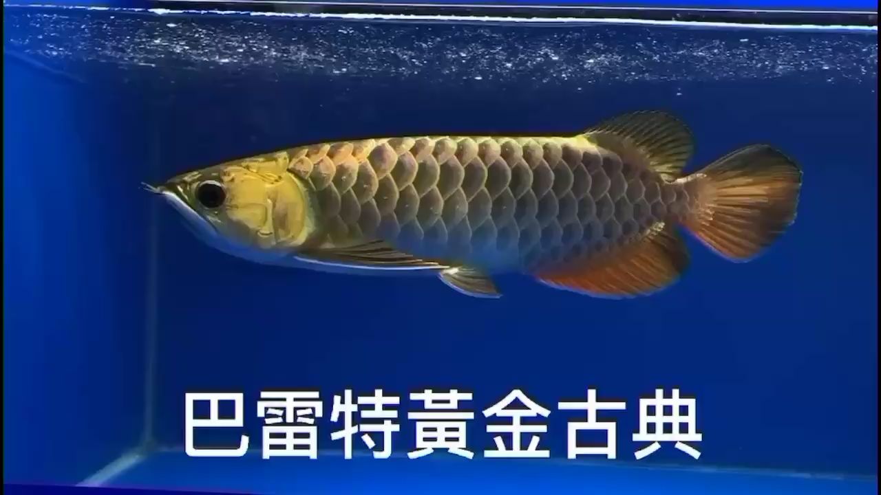 汕尾水族館龍魚(yú)