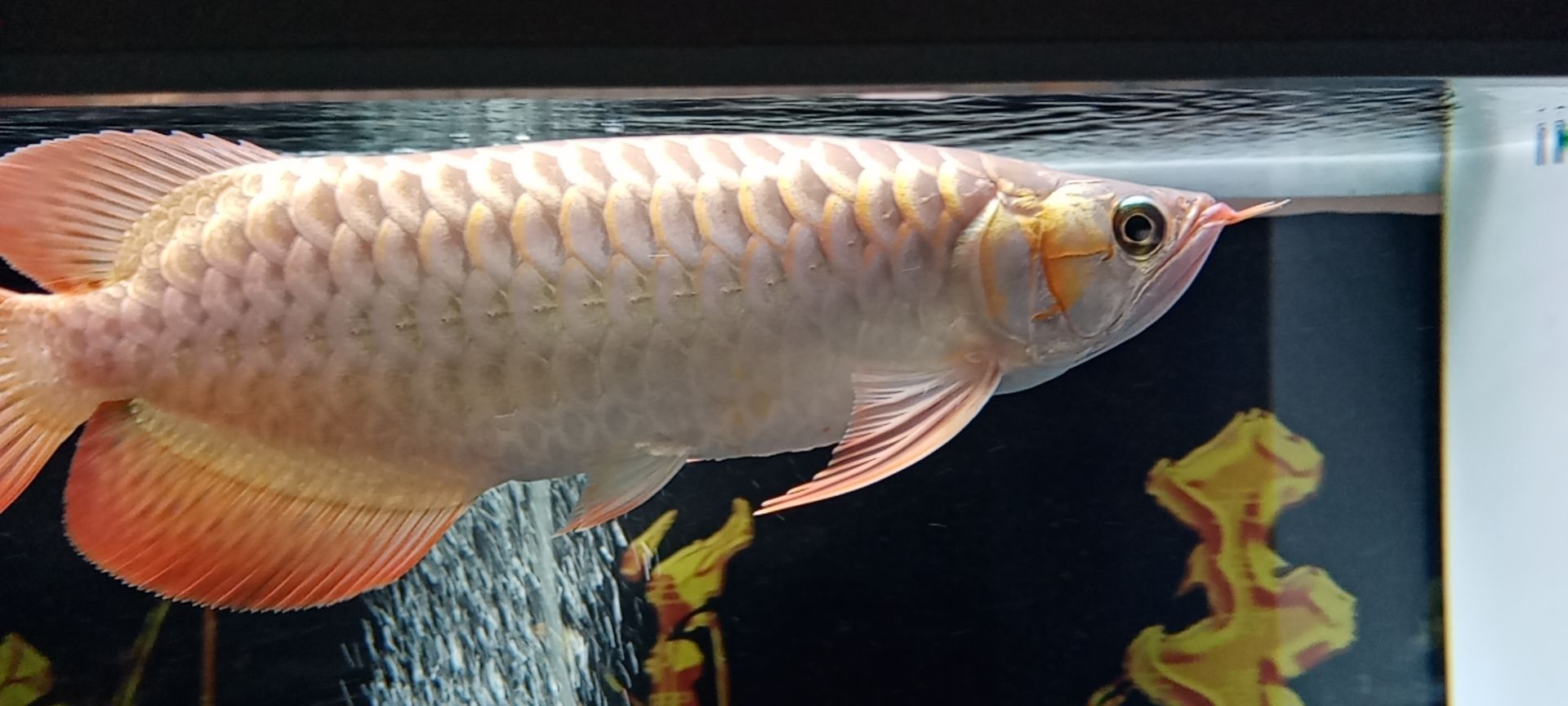 河池水族館聽人說這是條粗框紅龍