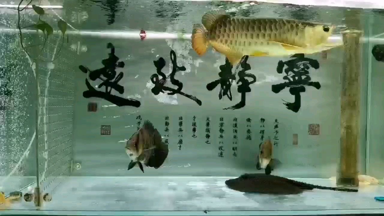 農(nóng)歷六月廿五 白條過(guò)背金龍魚(yú) 第2張