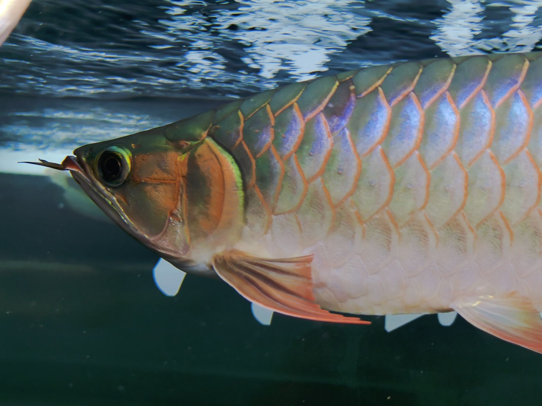 南昌觀賞魚市場初緋