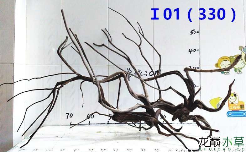 漯河觀賞魚市場新鮮出爐龍沉木(樹型枝杈型沉水不黃水)