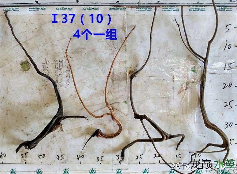 漯河觀賞魚市場(chǎng)新鮮出爐龍沉木(樹型枝杈型沉水不黃水) 觀賞魚市場(chǎng)（混養(yǎng)魚） 第55張