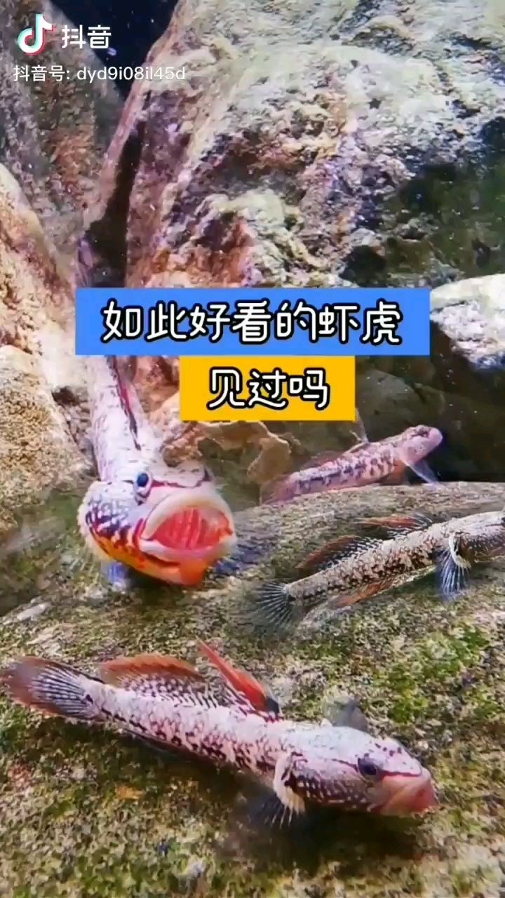 濮陽觀賞魚市場原生魚的美還是最愛蝦虎坐等天涼 觀賞魚市場（混養(yǎng)魚） 第2張