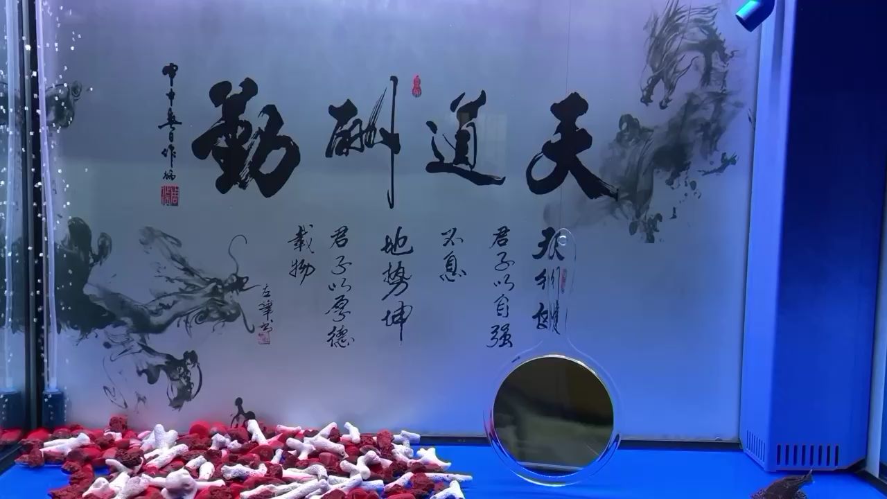 小幻入缸第七天X檔案四 紅眼黃化幽靈火箭魚|皇家火箭魚 第2張