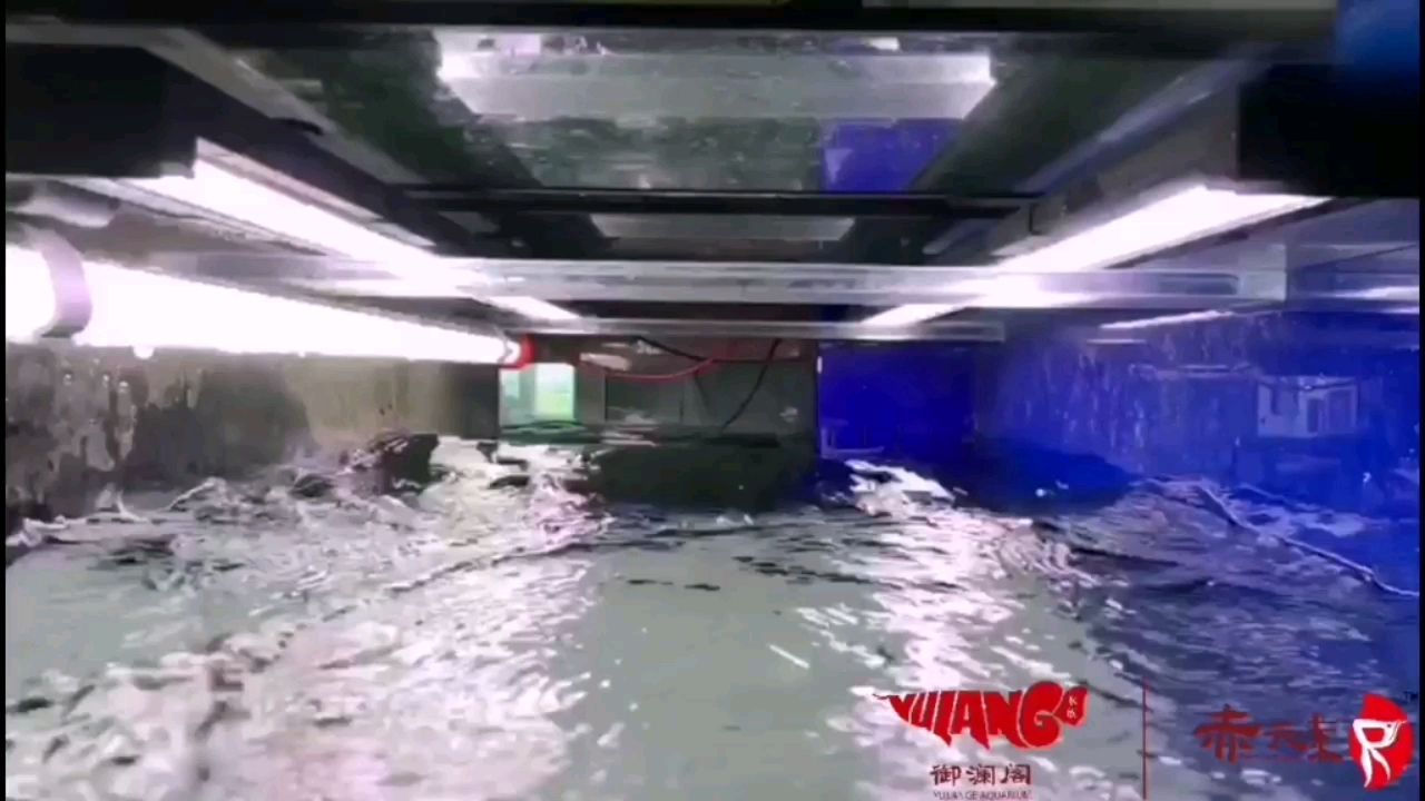 咸陽(yáng)水族館赤元素紅龍魚(yú)騰空生吞大蜈蚣