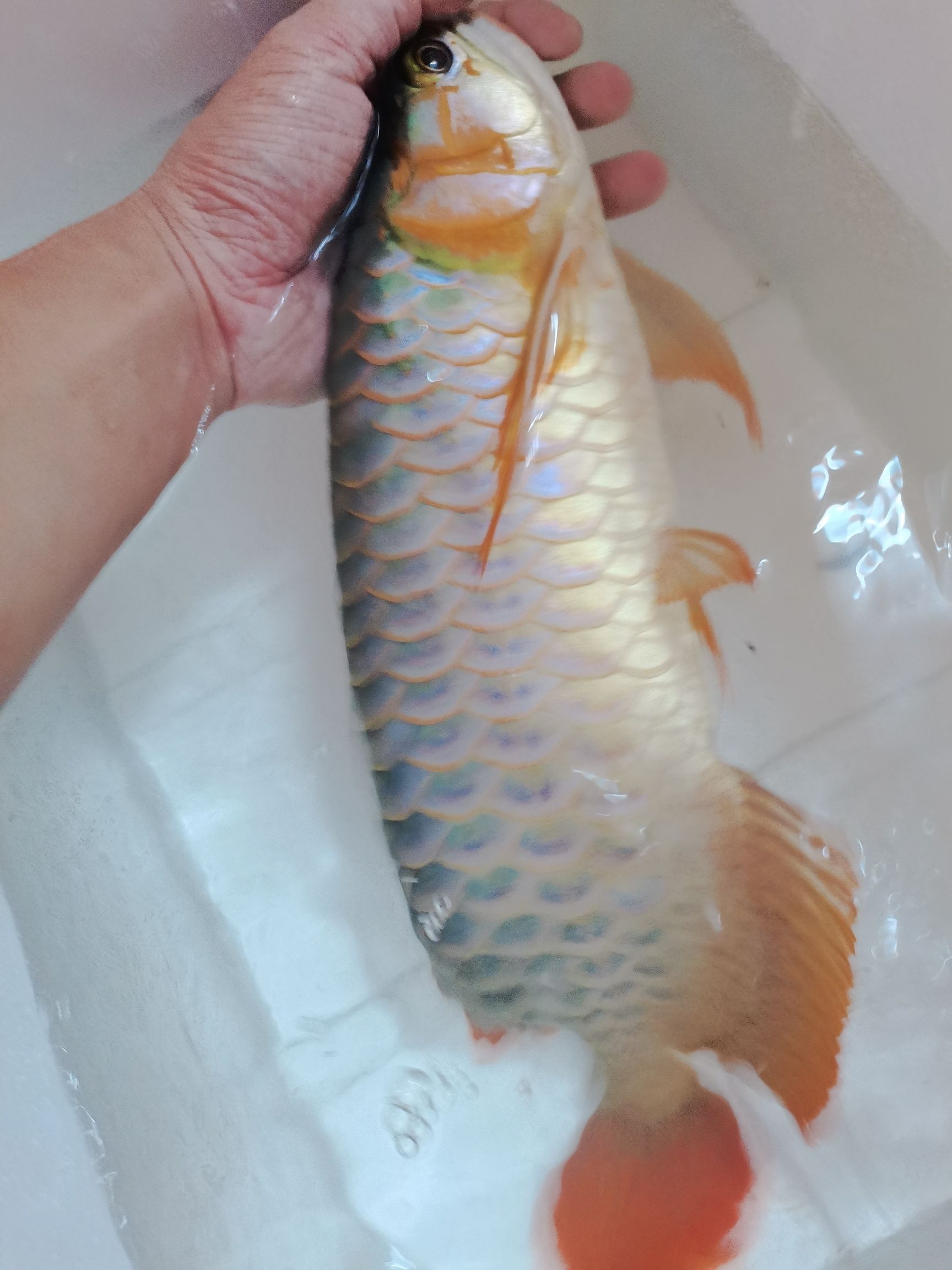 開測燈一個月 黃鰭鯧魚 第4張