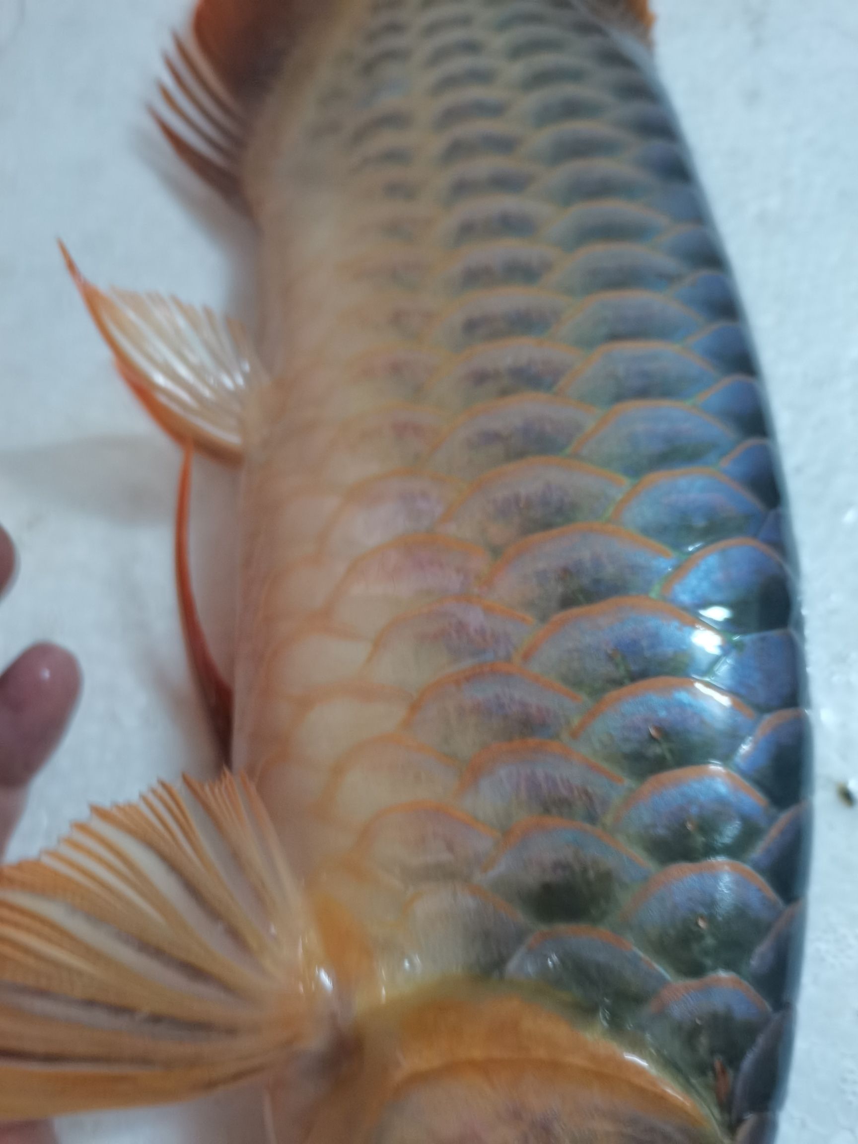 開測燈一個月 黃鰭鯧魚 第5張