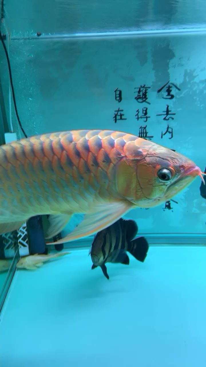 夏天的美味 大白鯊魚苗 第2張