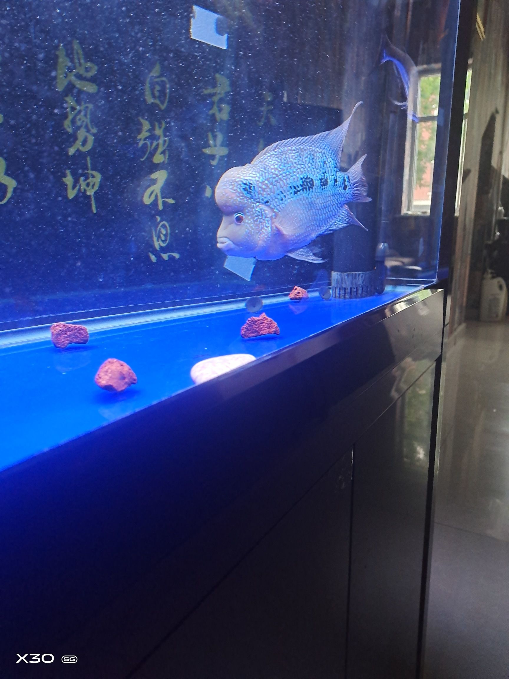 東營觀賞魚市場求幫助 觀賞魚市場（混養(yǎng)魚） 第5張