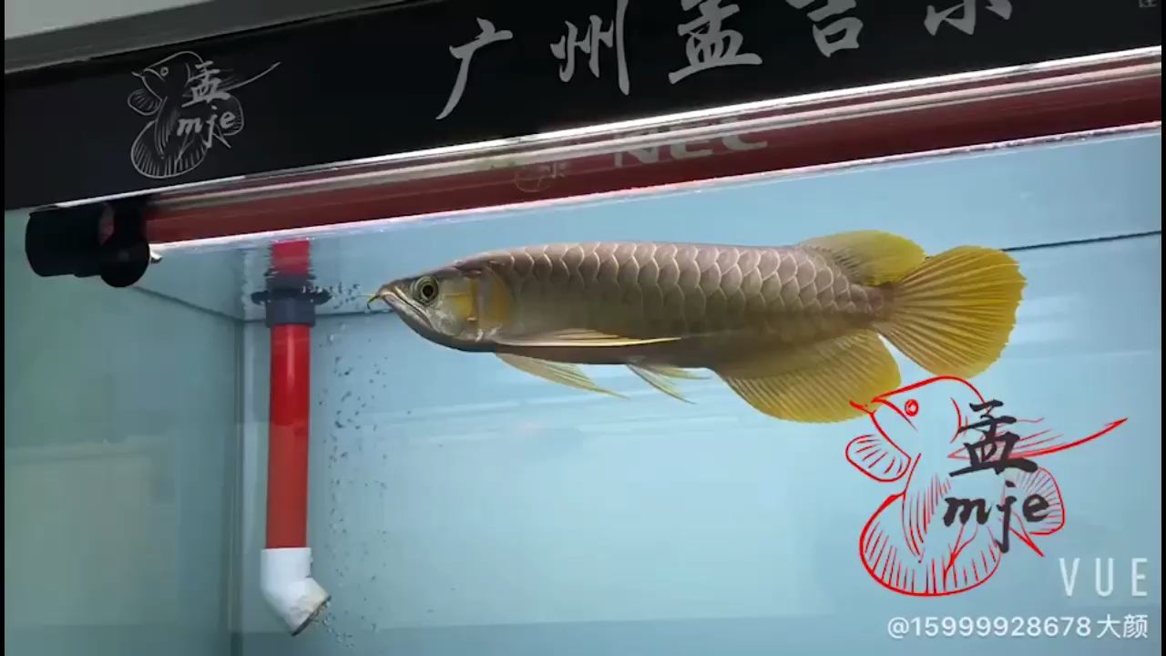 盤錦水族館孟吉爾～萬(wàn)吉巨尾大胸 廣州孟吉爾 第2張