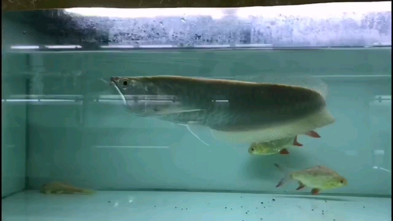 鯊魚(yú)嘴白子銀龍[勝利] 廣州水族批發(fā)市場(chǎng)