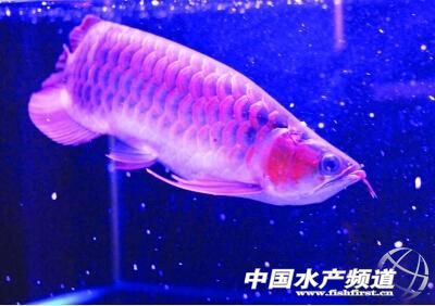 魚把嘴撞壞了怎么辦？