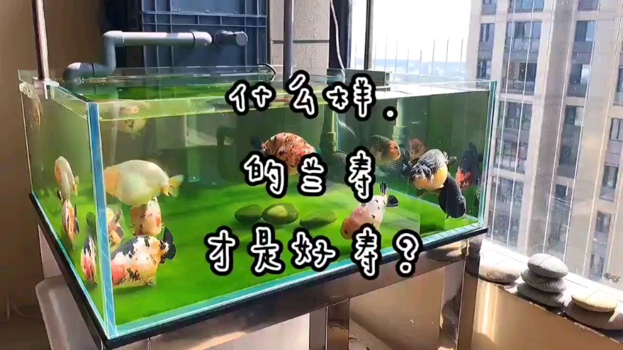 固原觀賞魚市場怎樣挑選一頭好蘭壽？