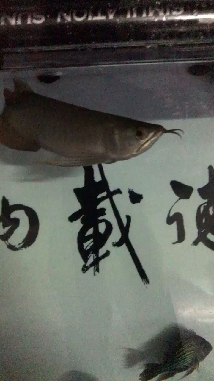 甘孜藏族自治州水族館這個(gè)魚好不好我不懂有人說是號(hào)半