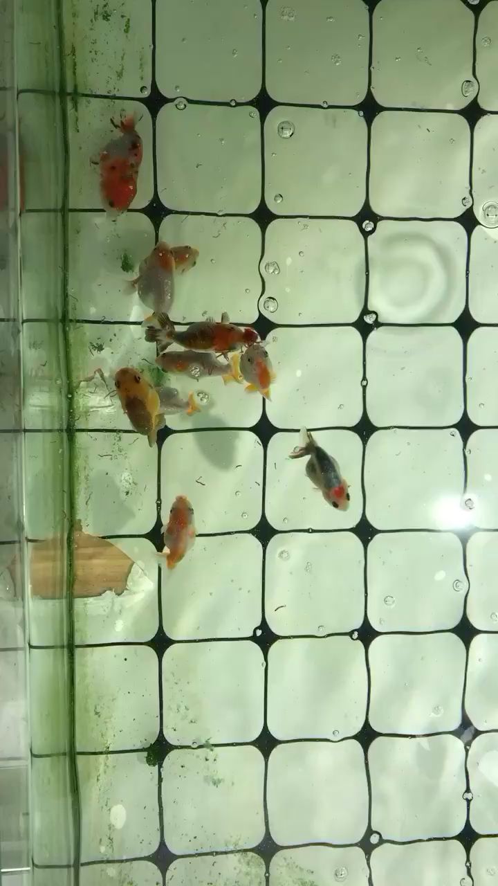 鄂爾多斯觀賞魚市場8月27號