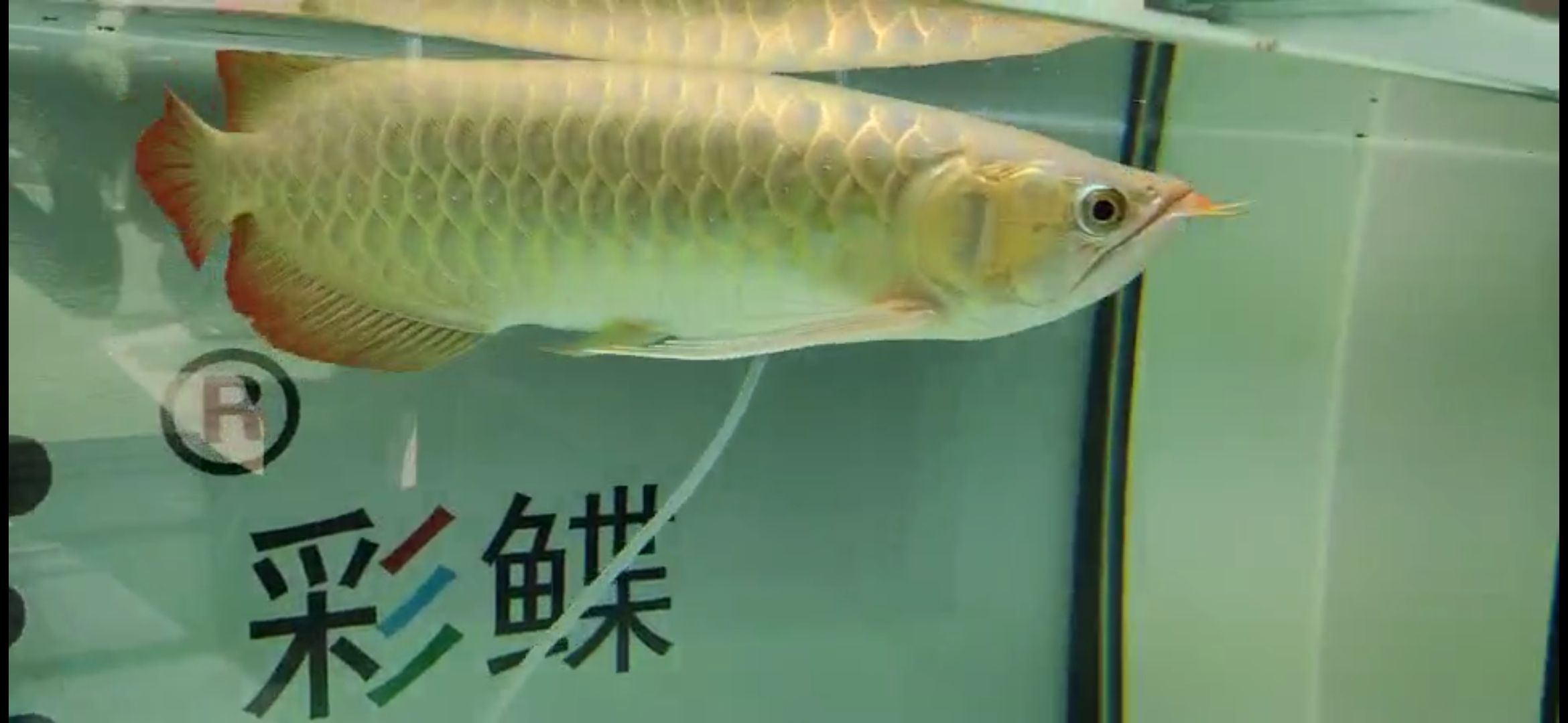 幫看魚