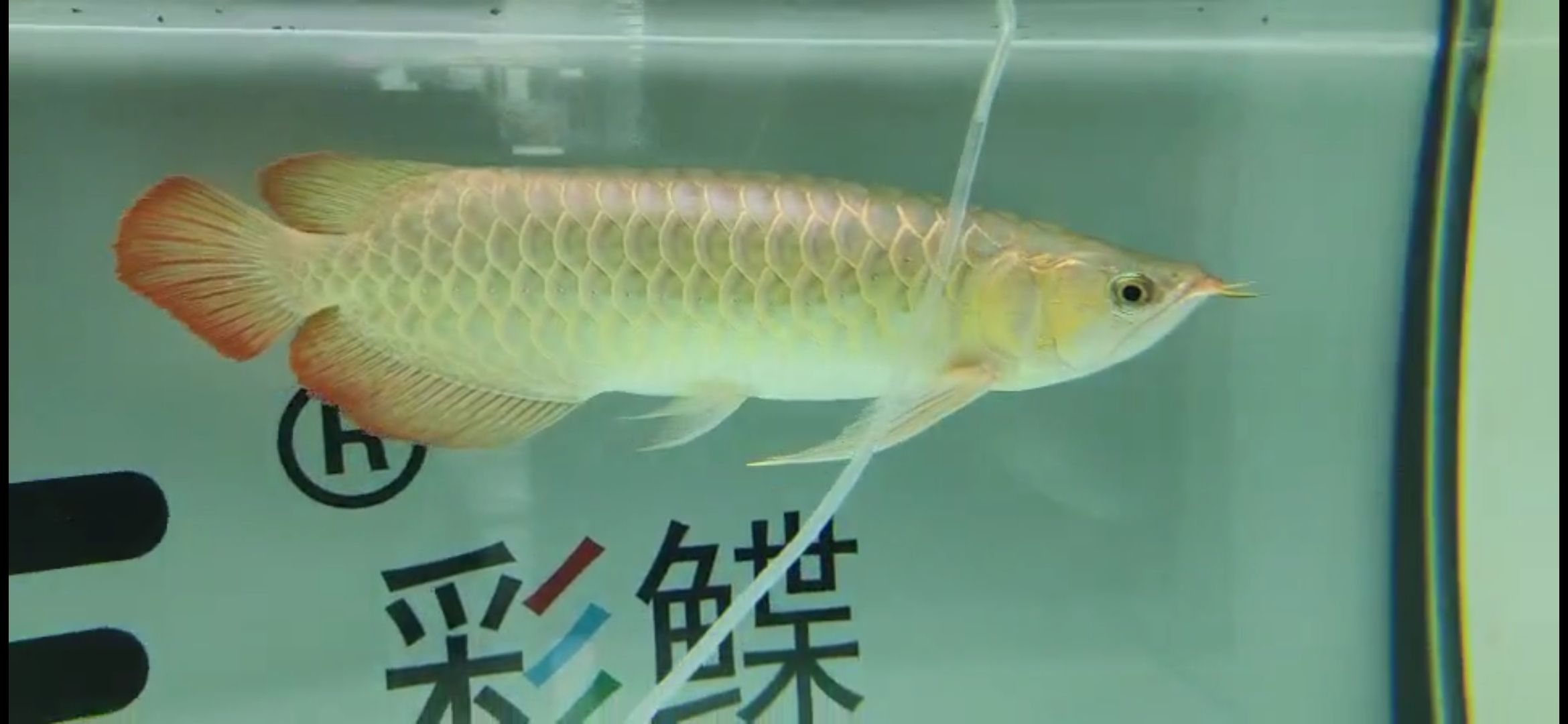 幫看魚 黑金魟魚 第4張