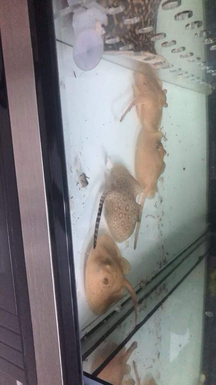 洗棉換水喂食