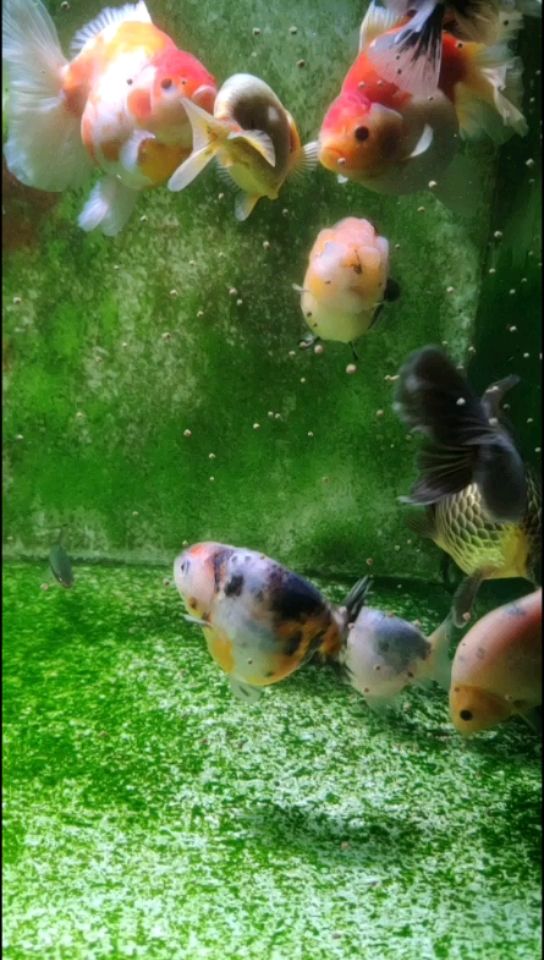 撫州水族館又到了喂豬的時候 三間鼠魚 第2張