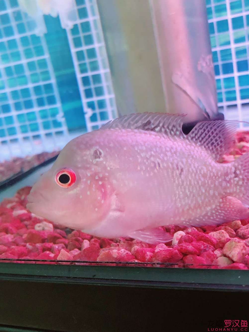 定西水族館求大神看看這小羅還有沒有希望