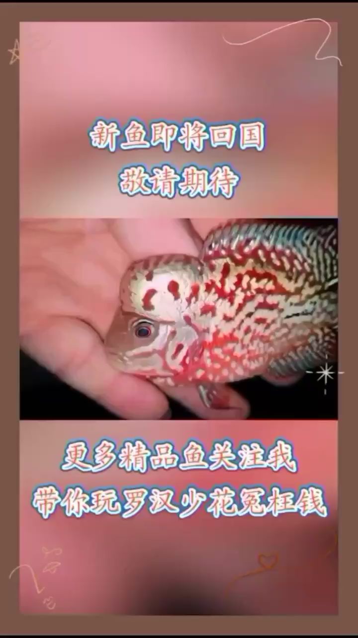 石嘴山觀賞魚市場(chǎng)老鐵們看看這批新魚咋樣