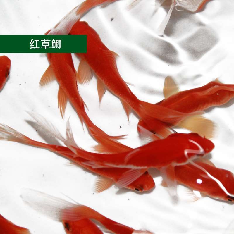 神木觀賞魚市場(chǎng)皇冠反而比龍魚好養(yǎng)