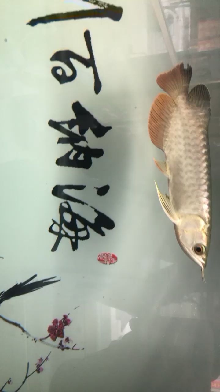 20cm金龍1380值得嗎？ 祥龍傳奇品牌魚缸 第2張