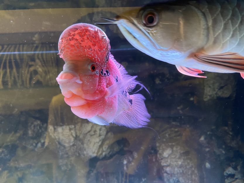 婁底水族館混養(yǎng)小金龍發(fā)飆了？ 蝴蝶鯉魚苗 第2張