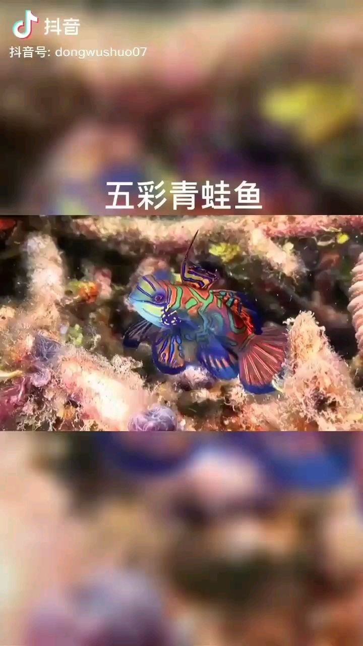 宜春觀賞魚市場這也是小丑嗎 觀賞魚市場（混養(yǎng)魚） 第2張