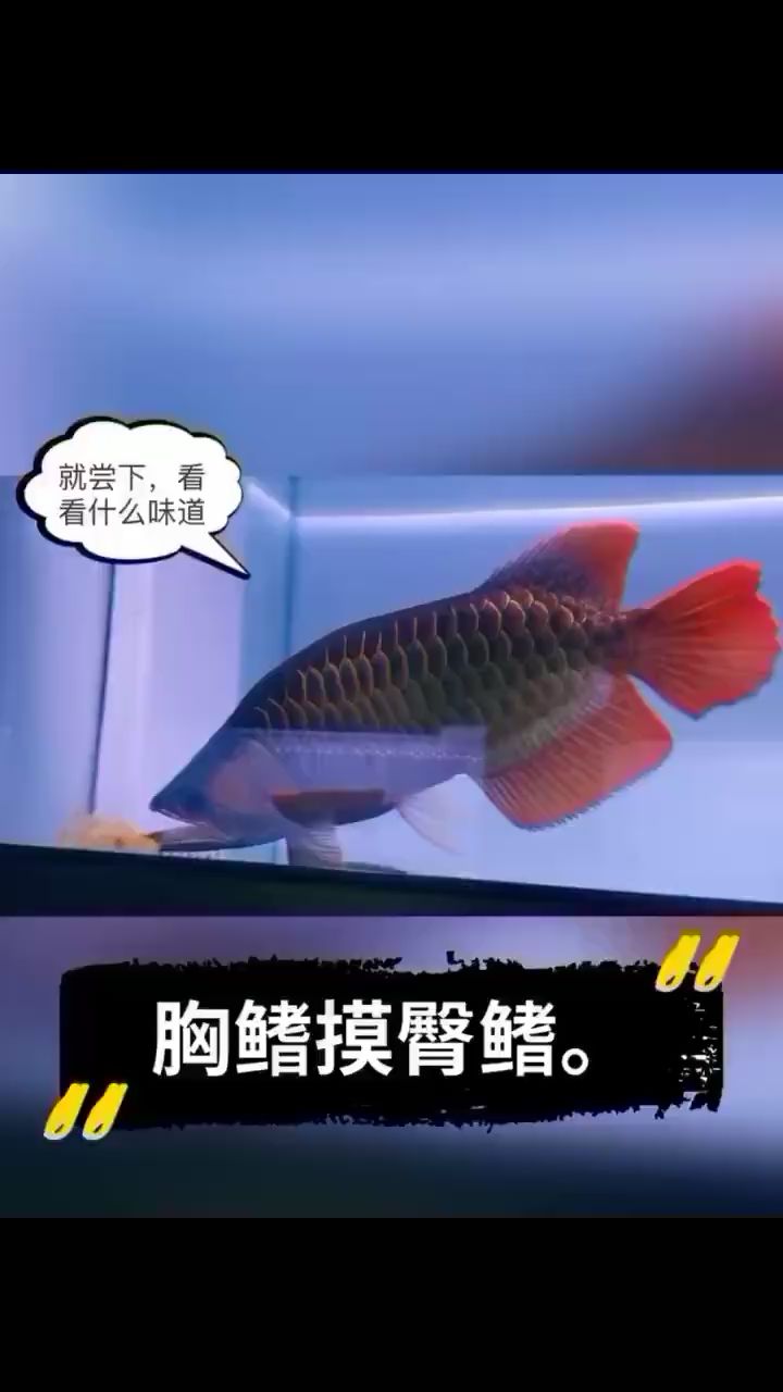 這是一條調(diào)皮的狠魚(yú) 帝王血鉆魚(yú) 第2張