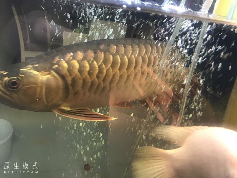 回來剛好140天 泰龐海蓮魚 第5張