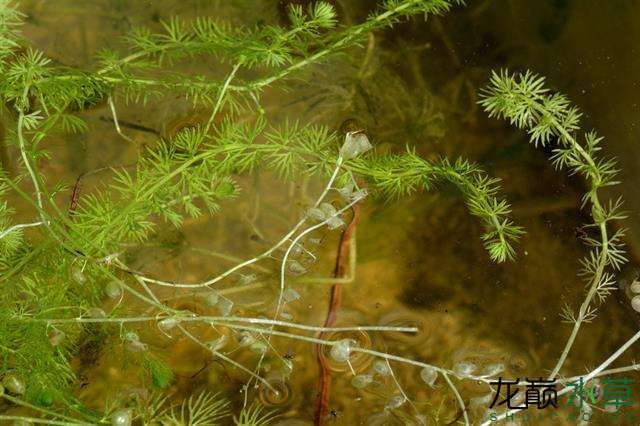 既像綠羽毛又像金魚藻的水草異枝貍藻