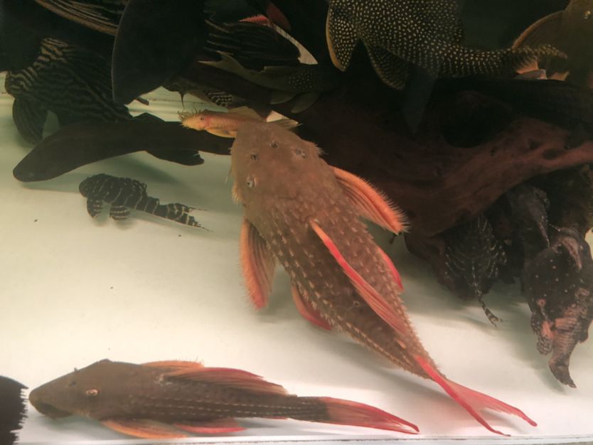 宿遷水族館25 赤荔鳳冠魚 第2張