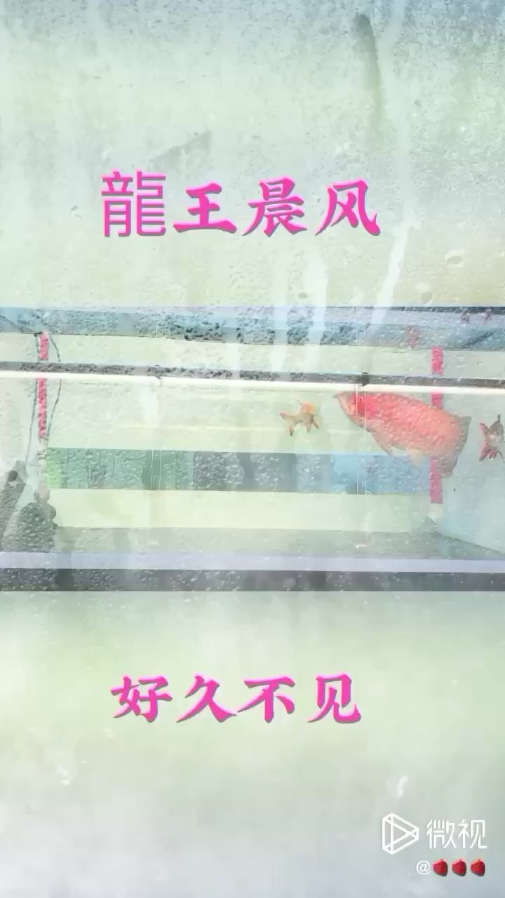 草莓深夜賞魚雜談 水族維護服務(wù)（上門） 第2張